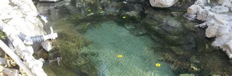 Skinny Dipper Hot Springs Crouch Idaho Top Hot Springs
