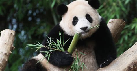 Fubao turns one