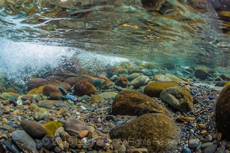 Lee Rentz Photography Underwater View Of Dungeness River In Olympic