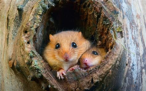 Mouse Wallpapers 4k Hd Mouse Backgrounds On Wallpaperbat