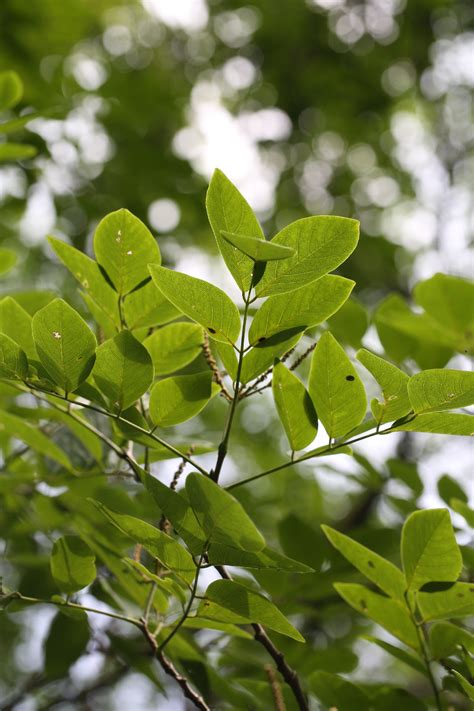 Amur Maackia Maackia Amurensis Flower Leaf Care Uses Picturethis
