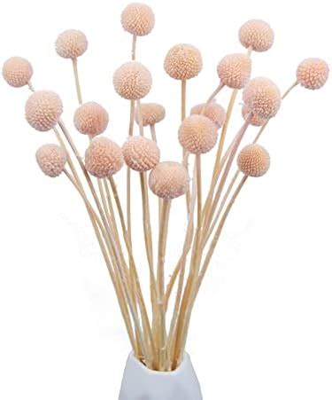 Amazon XHXSTORE 36 Balls Natural Dried Flowers Bouquet Craspedia