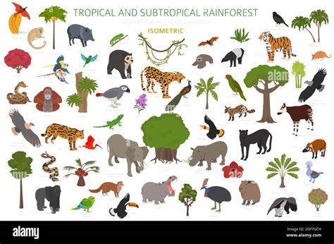 Tropical And Subtropical Rainforest Biome Natural Region Infographic