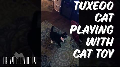 Tuxedo Cat Playing With Cat Toy Youtube