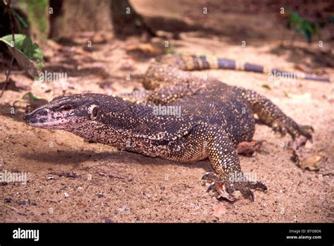 Monitor Lizard Philippines Hi Res Stock Photography And Images Alamy