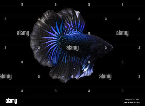 Betta Blue Black Halfmoon Hm Male Or Plakat Fighting Fish Splendens On