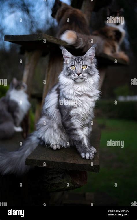 Black Silver Classic Tabby Maine Coon Cat Sitting On Cat Tree Outdoors