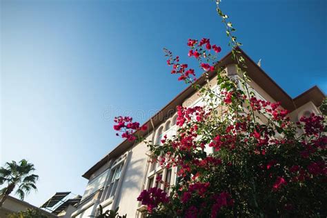 Colourful Tropical Purple Bougainvillea Creeper Flowering Over Villa