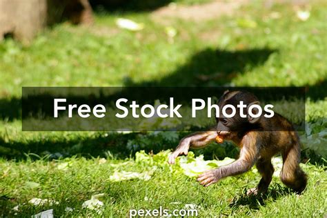Running Monkey Photos Download The Best Free Running Monkey Stock