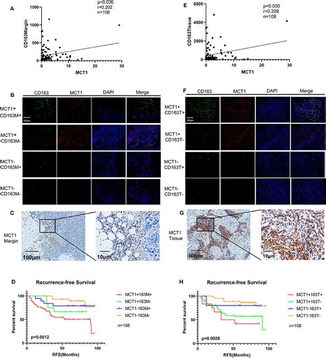 Frontiers Expression Of Monocarboxylate Transporter 1 In