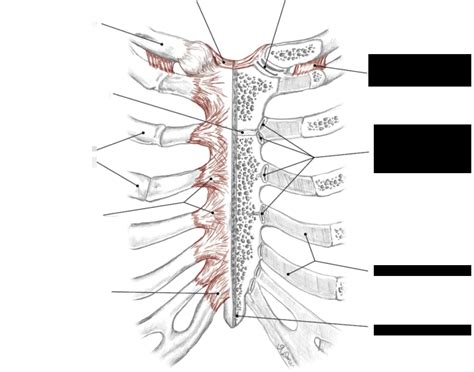 Sternocostal Joints Quiz