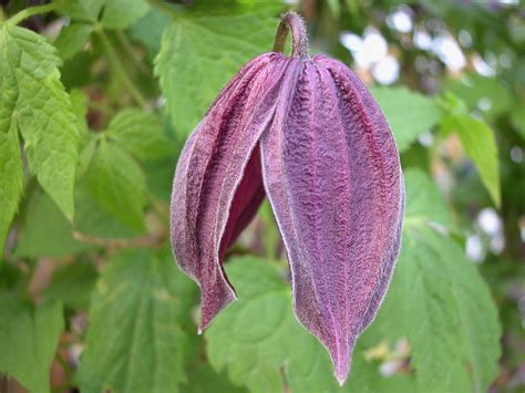 Clematis Alpina Group Clematisbe