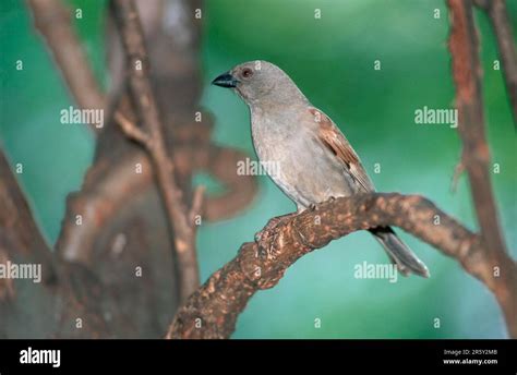 Northern Grey Headed Sparrow Passer Griseus Samburu Game Reserve