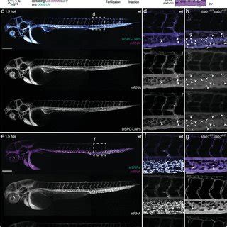 Srlnp Biodistribution Egfpmrna Delivery And Egfp Expression Within