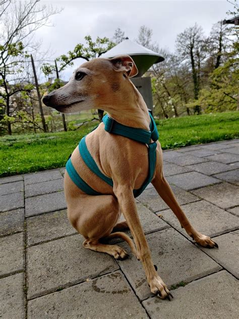 Basic Sighthound Harness Galgina