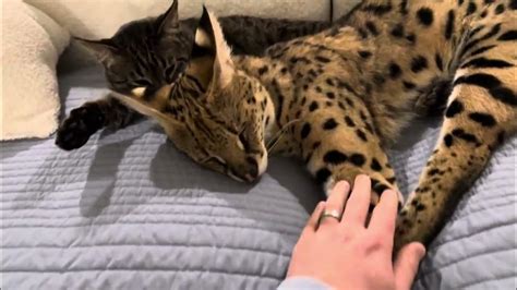 Serval And Cat Sleeping Youtube