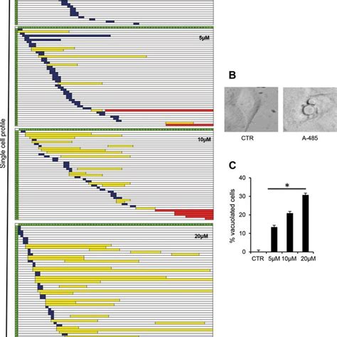 Single Cell Time Lapse Analysis Identifies Morphological Changes