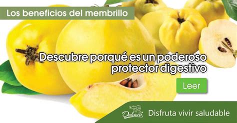 Membrillo Propiedades Beneficiosas Astringente Y Antiinflamatorio