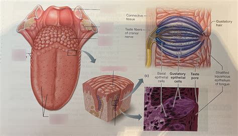 Anatomy Lab Nose & Tongue - Part 2 (Tongue) Diagram | Quizlet