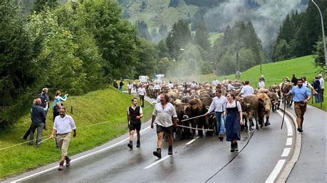 Viehscheid der Alpe Bärgunt Kleinwalsertal 2023 YouTube