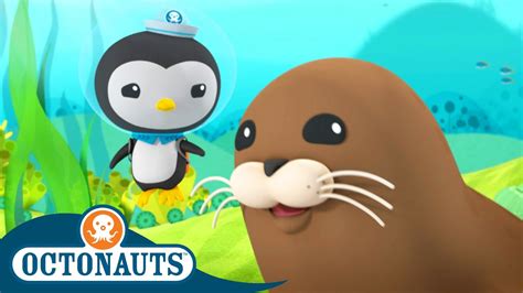 Octonauts The Harbour Seal Season 3 Full Episodes Cartoons