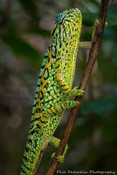 Jeweled Chameleon Dieren Reptielen