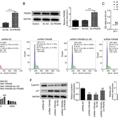 Ywhab Regulates Cell Proliferation And Cell Cycle Arrest In Colon