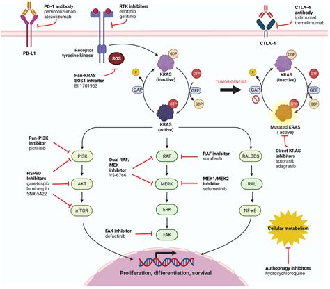 Cells Free Full Text Kras Mutant Lung Cancer Targeting Molecular