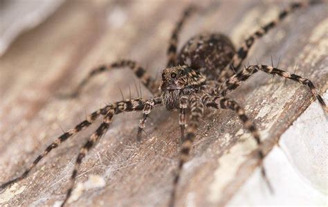 How To Keep Wolf Spiders Out Of House Eliminating Spiders Around