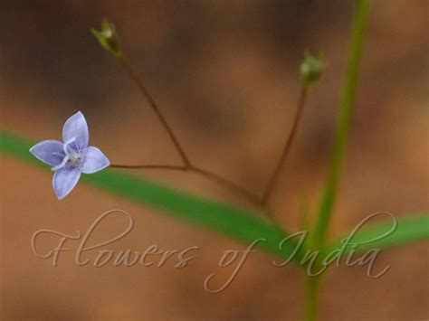 Oldenlandia Affinis Blue Diamond Flower