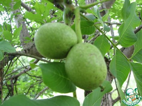 Варенье из грецкого ореха – кулинарный рецепт