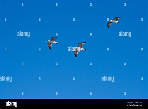 Flying Seagulls Flying Seagulls Stock Photo Alamy