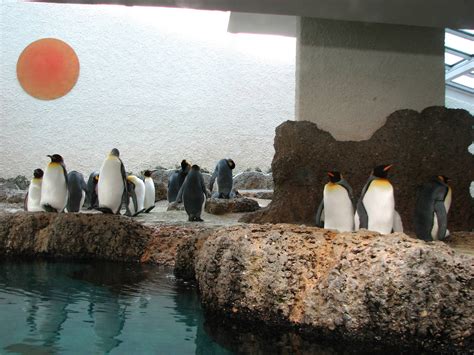 Zürich Zoo 2006 - Inside the King Penguin exhibit - ZooChat