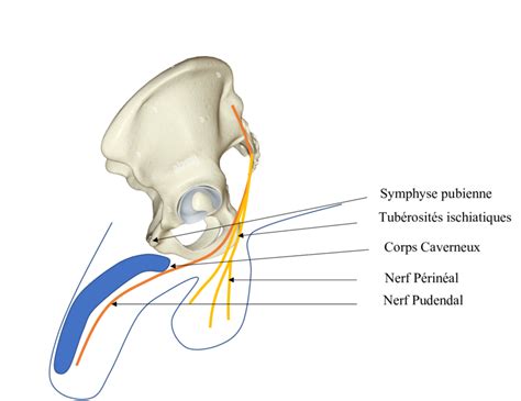 Schéma Anatomique Présentant Le Trajet Du Nerf Périnéal Et Pudendal Et