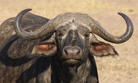 All About The Cape Buffalo Kruger Park Safari Big 5