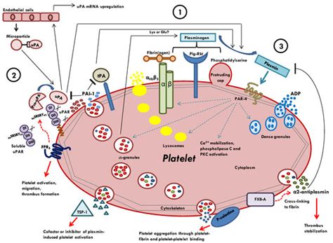 Ijms Free Full Text Role Of Plasminogen Activation System In