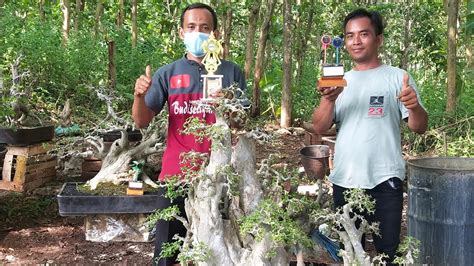 Cek Harga Bonsai Sang Juara Di Pak Jonet Youtube