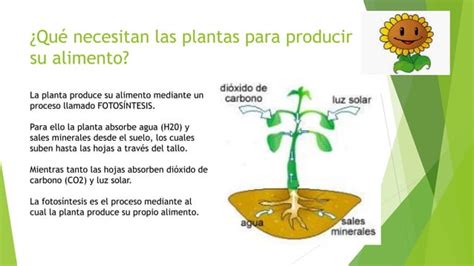 Las Plantas Estructura Y Funciones Ppt