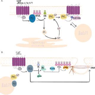 Serotonin Receptor Signalling Effects On PLC PKC And PLD A