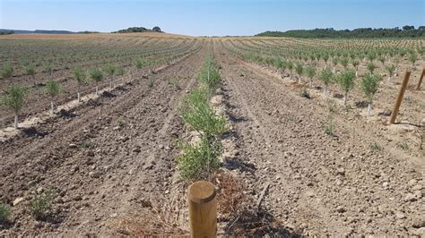 El Cultivo Del Olivo En Secano En Alta Densidad Nuevas T Cnicas De