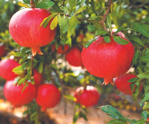 Disfruta de los árboles frutales en tu hogar Periódico AM