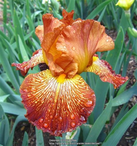 Photo Of The Bloom Of Tall Bearded Iris Iris Mauna Loa Fire Posted