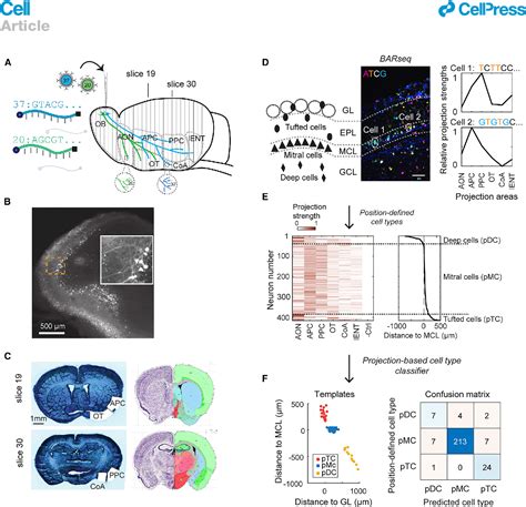 Pdf High Throughput Sequencing Of Single Neuron Projections Reveals