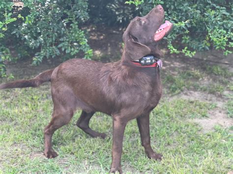 Dunn And Sons Kennels Labrador Retriever Puppies For Sale In Hope