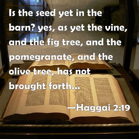 Haggai 2 19 Is The Seed Yet In The Barn Yes As Yet The Vine And The