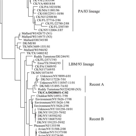 Phylogenetic Tree Based On Nucleotide Sequences Of The Ha1 Gene From H5