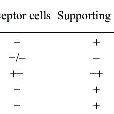 Histological Features Of The Sheep Respiratory Mucosa A Transverse