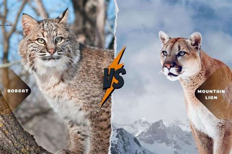 Bobcat Vs Mountain Lion The Top Predators Of North America