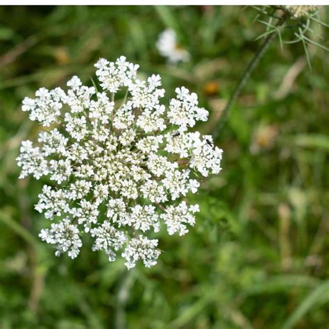 Ajwain Bishops Weed Carum Copticum Seeds