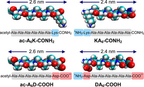 Lipid Like Self Assembling Peptide Nanovesicles For Drug Delivery ACS